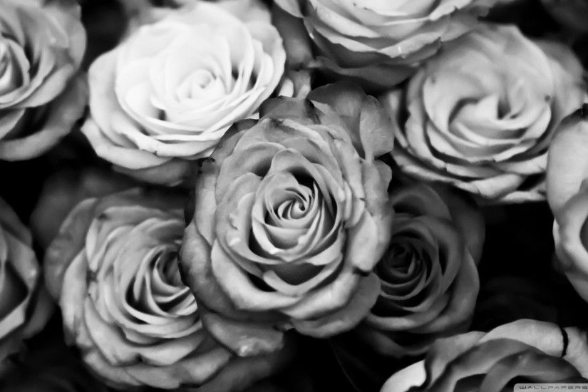 Single white rose black background