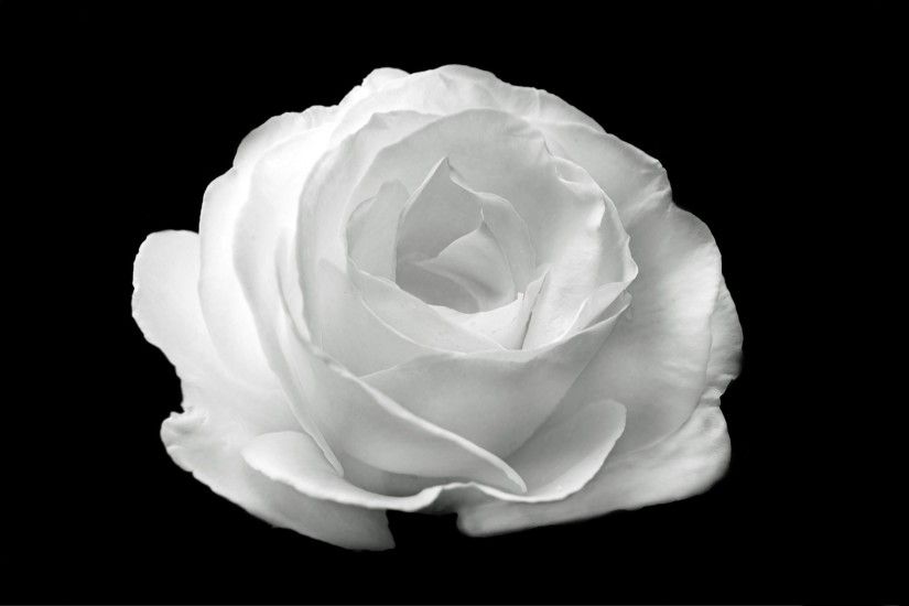 White Rose Wallpaper For Computer