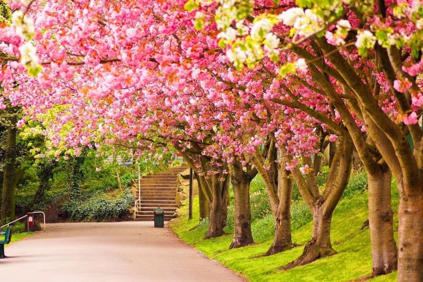 Spring Park Blossom Trees Wallpaper