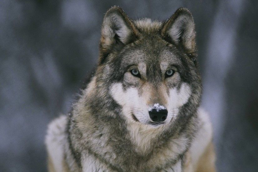 Wolf Wallpapers - Full HD wallpaper search