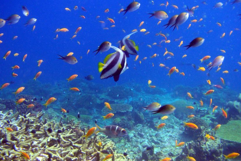 3840x2160 Wallpaper fish, coral, underwater