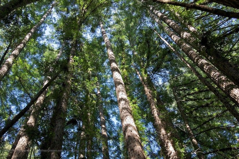 tall redwood trees