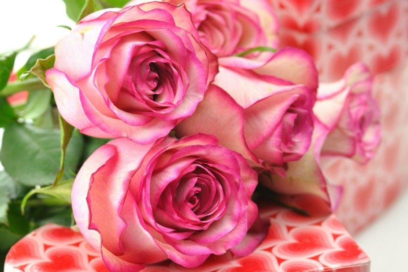 ... Beautiful Rose Wallpapers HD - WallpaperSafari ...