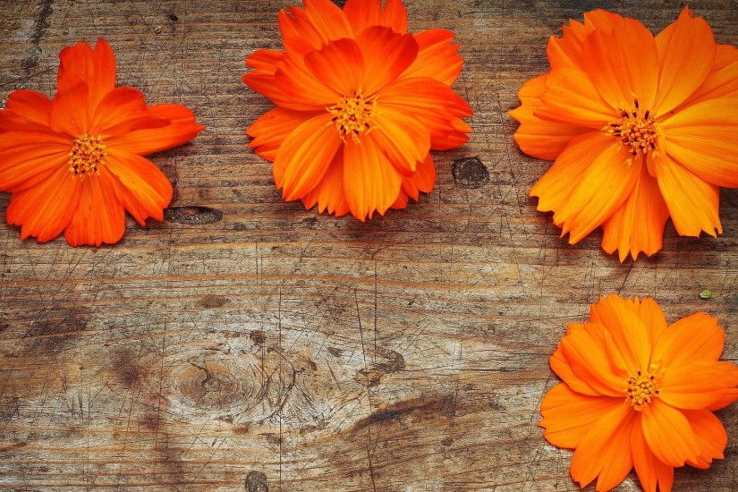 Orange Flowers Desktop Photos Free Download