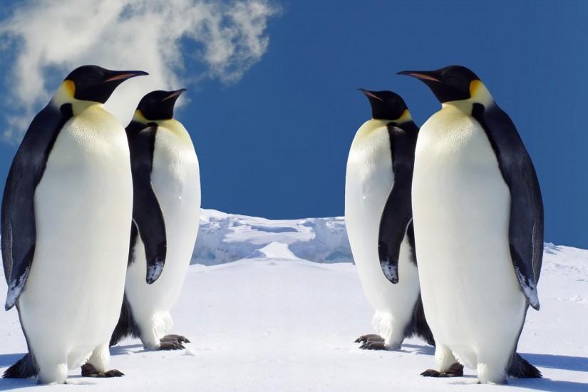 Penguin HD Wallpapers and Pictures
