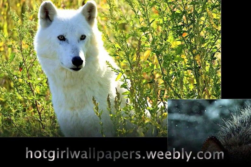 Wolves Wallpaper amazing cute images of wolves where do wolf live cool  photography - YouTube