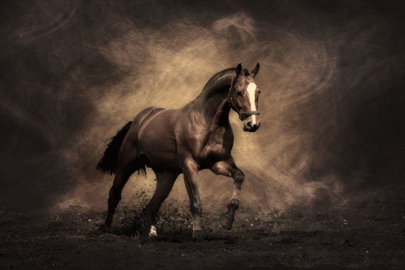 Horse Wallpapers - Full HD wallpaper search