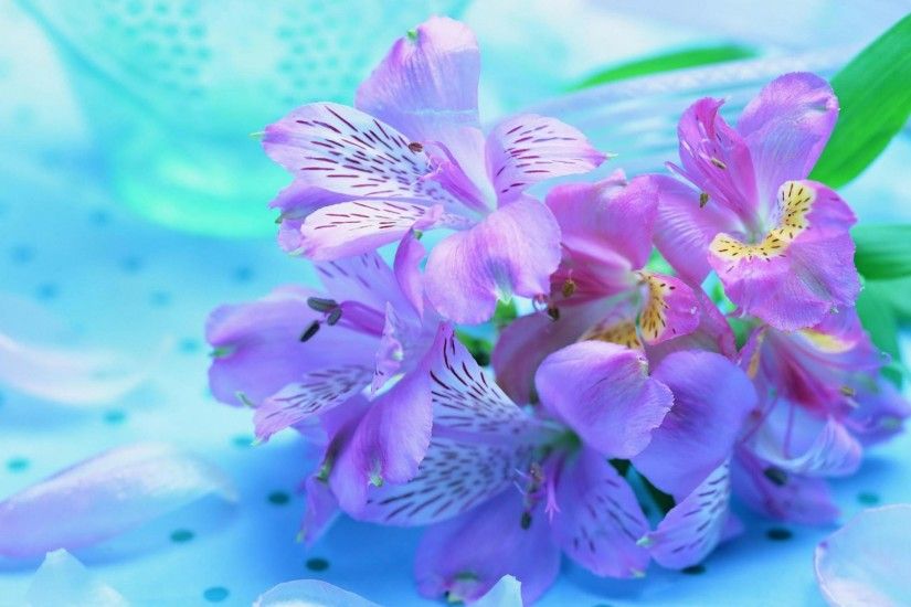 Beautiful Flowers Desktop Wallpapers