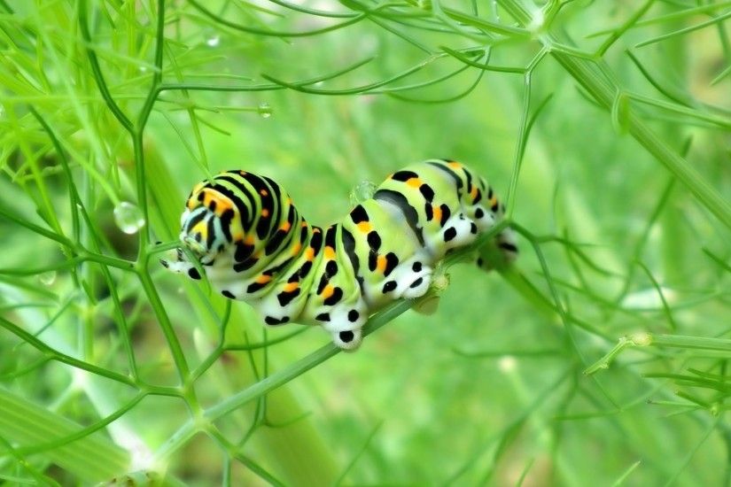 Caterpillar To Butterfly
