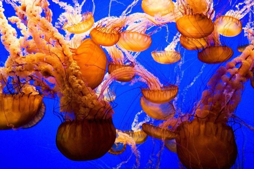 105 Jellyfish Wallpapers | Jellyfish Backgrounds