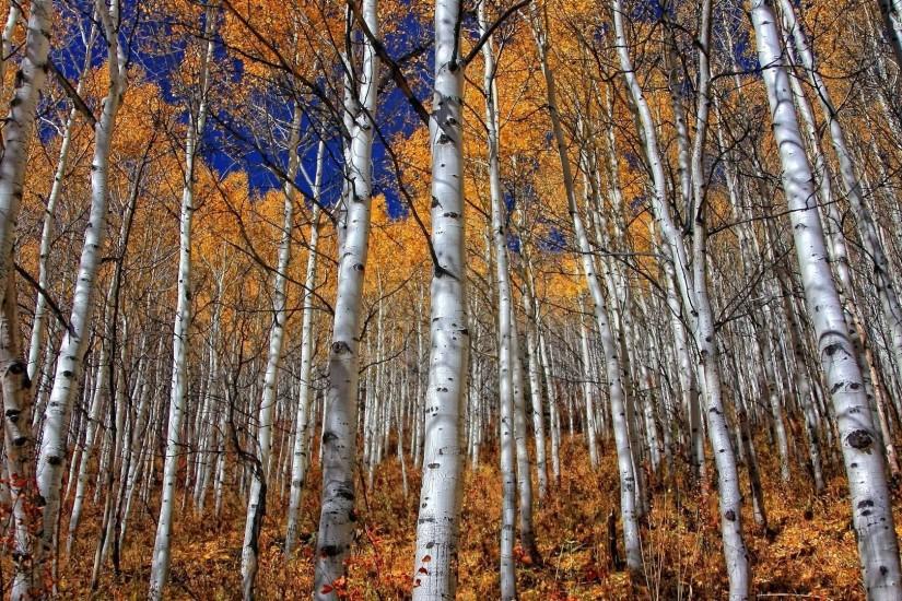 Birch Forest Wallpaper 848330