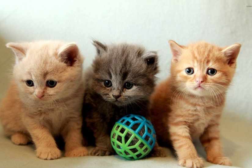 Cute kittens [2] wallpaper