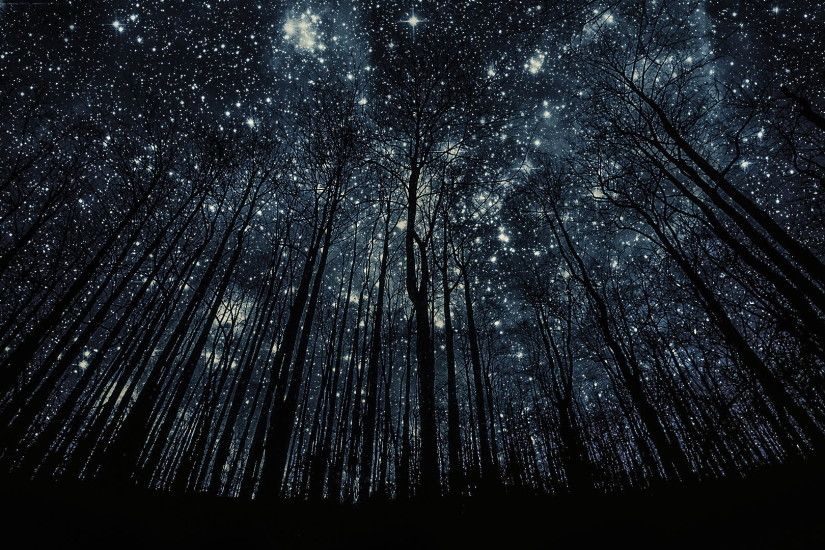 HD Starry Night Wallpaper- Tree Silhouette Against Starry Night Sky