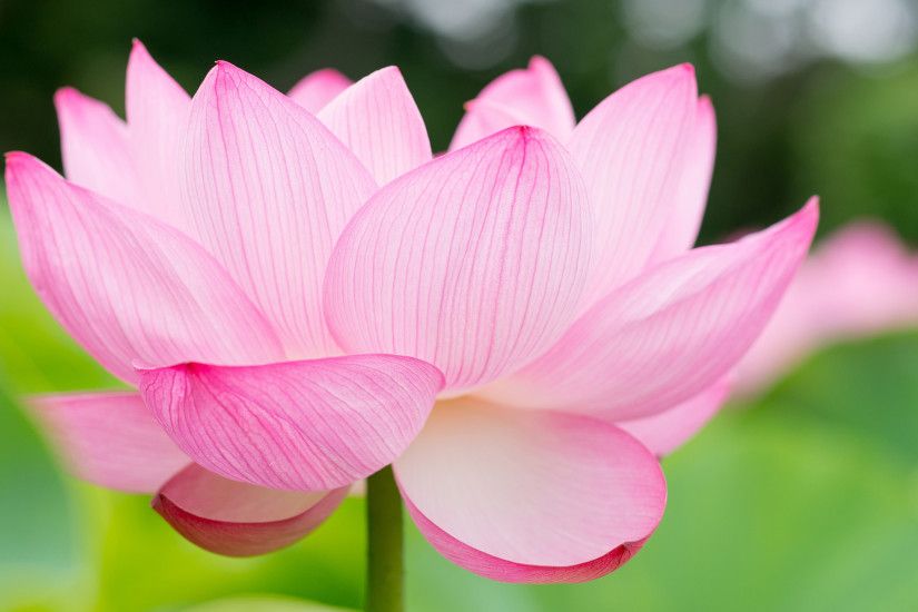 ... Lotus Flower Wallpaper ...