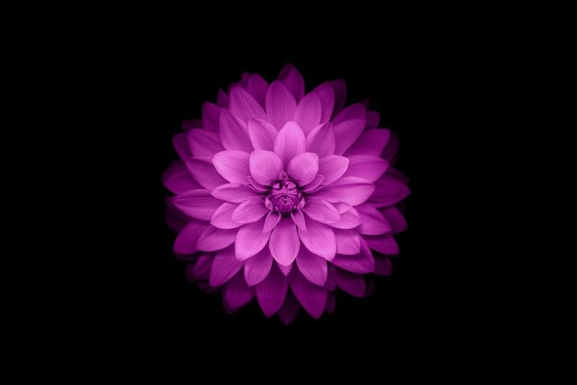 Purple flowers desktop wallpaper