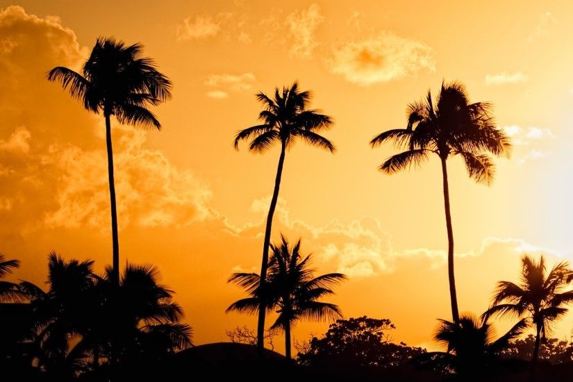 Palm Trees Sunset Pictures