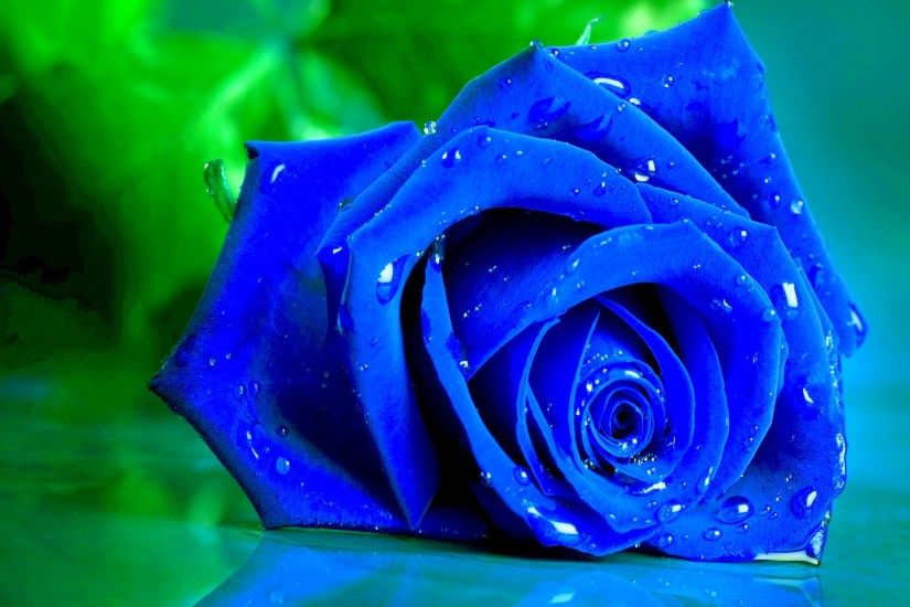 Blue Rose Wide Desktop Background. Â«Â«