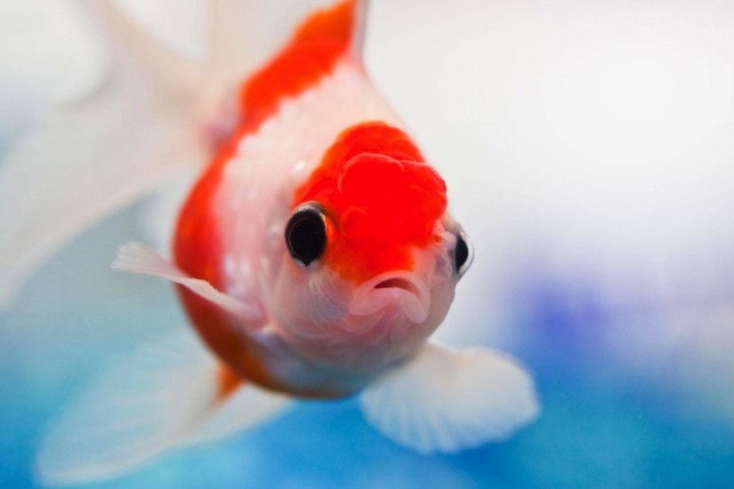 Animal - Goldfish Animal Fish Wallpaper