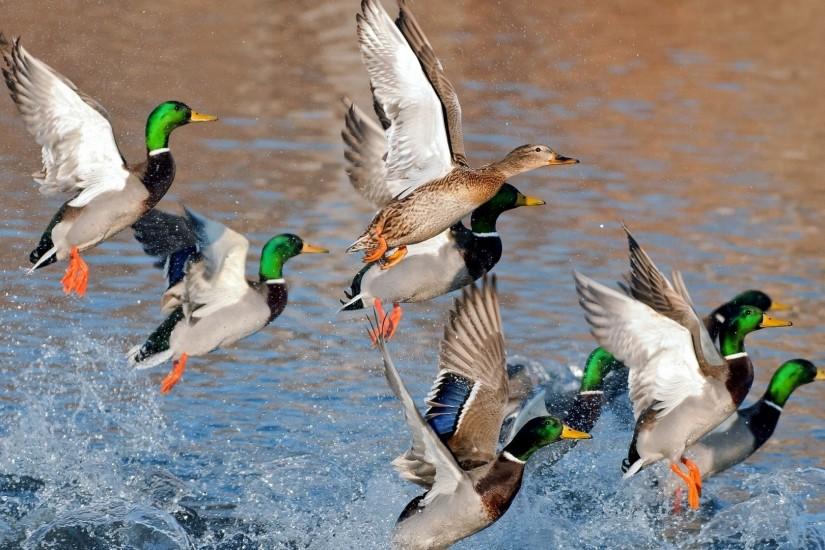 Duck Hunting Desktop Wallpaper.