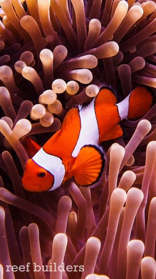 ... iphone6-plus-coral-reef-fish-wallpaper-background-6 ...
