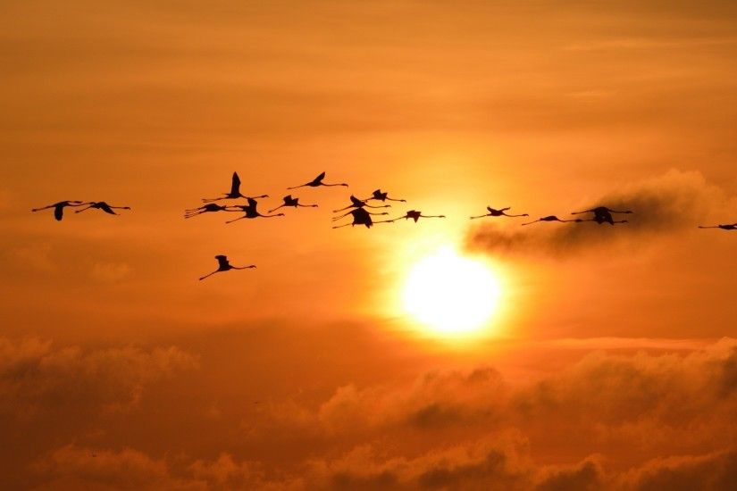 sunset sun sky flamingos birds silhouette Wallpapers HD / Desktop and  Mobile Backgrounds