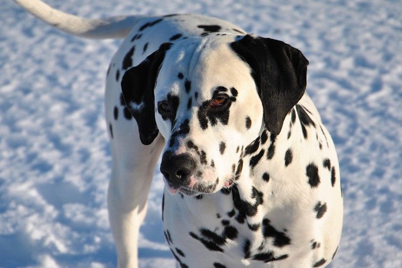 3840x2160 Wallpaper dalmatian, dog, snow