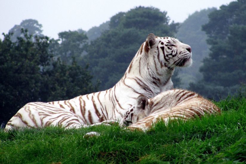 Wild Tiger new HD picture. White Tigers high quality wallpaper