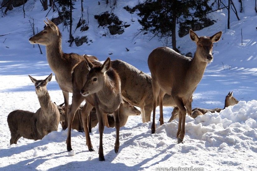 Similiar Desktop Winter Scenes With Deer Keywords