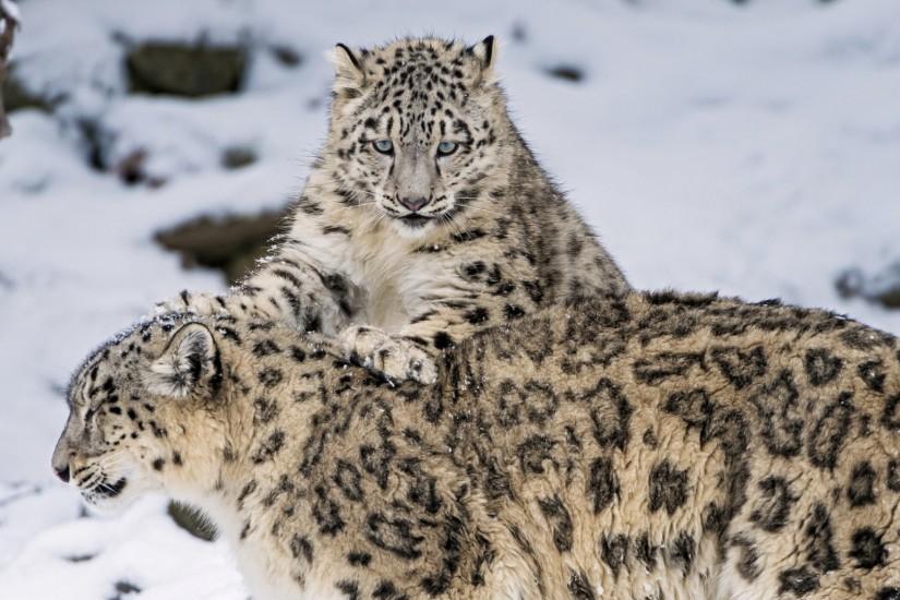 3840x2160 Wallpaper snow leopard, steam, snow, cats