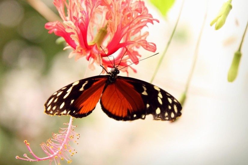 live-butterfly-wallpaper-HD5-600x338