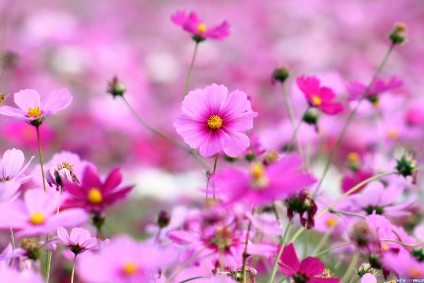 Beautiful Purple Flowers HD Desktop Wallpaper