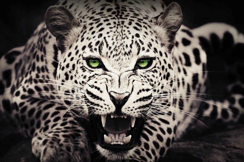 animals, Green Eyes, Leopard Wallpapers HD / Desktop and Mobile Backgrounds