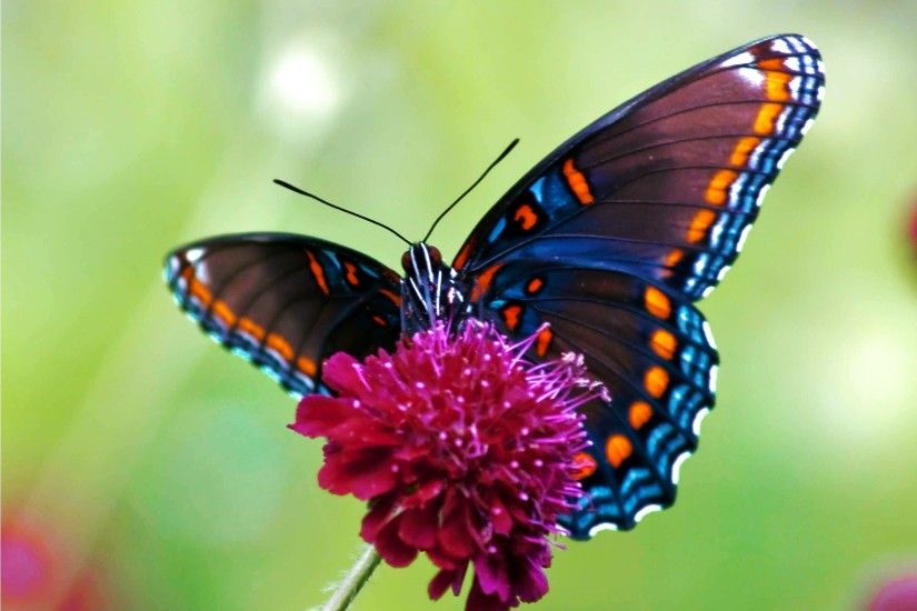 Illustrations Of Butterflies | HD Colorful Butterfly Wallpaper