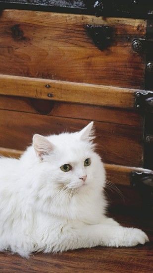 Free HD Desktop & Mobile Wallpaper of Elegant White Fluffy Cat