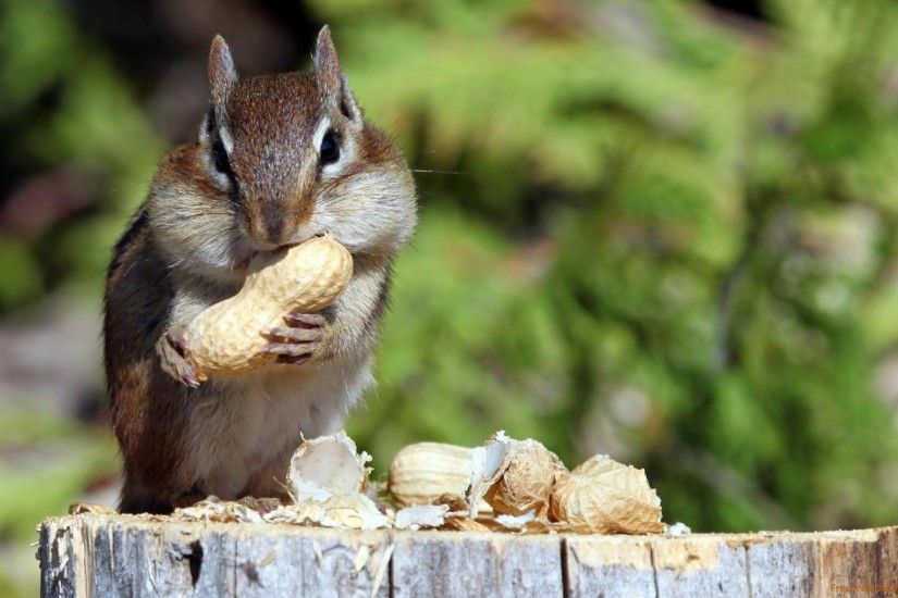 Chipmunk eating nuts wallpaper