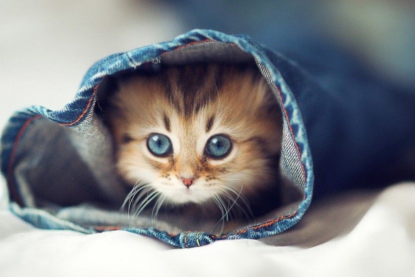 HQFX Cute Kitten Wallpapers, High Quality, Wallpapers and Pictures –  download free