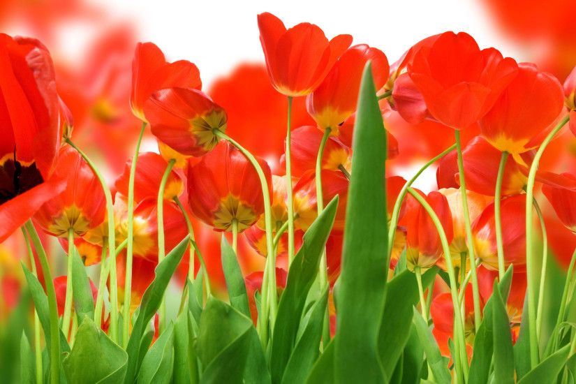 red tulip flower HD wallpaper Wallpaper