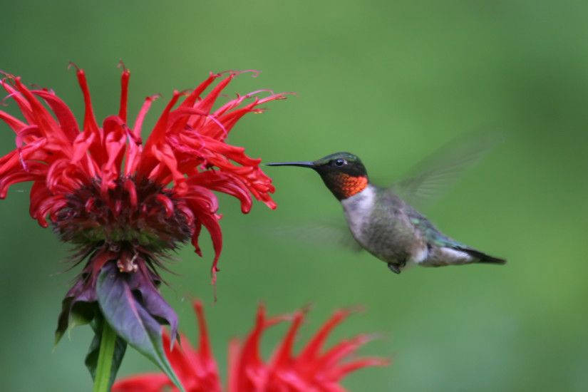 Ruby-throated Hummingbird | Ruby-throated Hummingbird (Archilochus  colubris) - male at