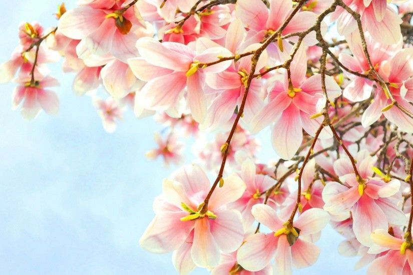 Pink magnolia wallpaper