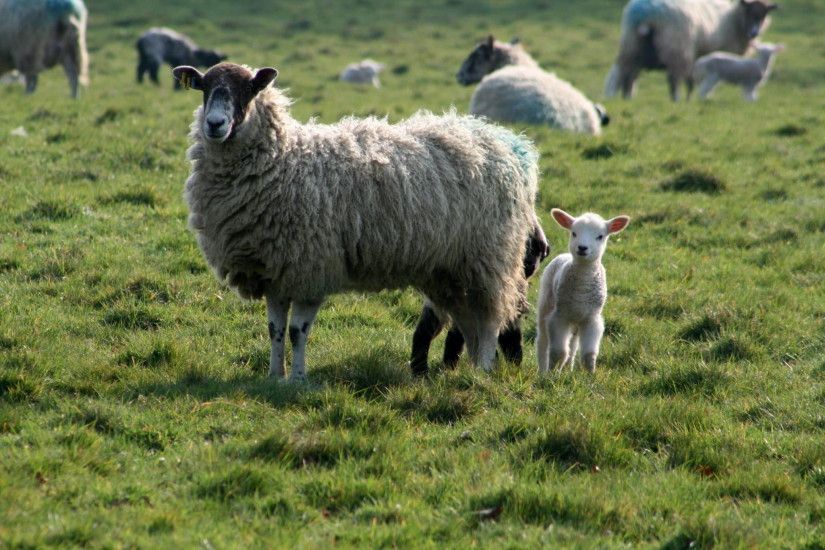 beige sheep near baby sheep on grass