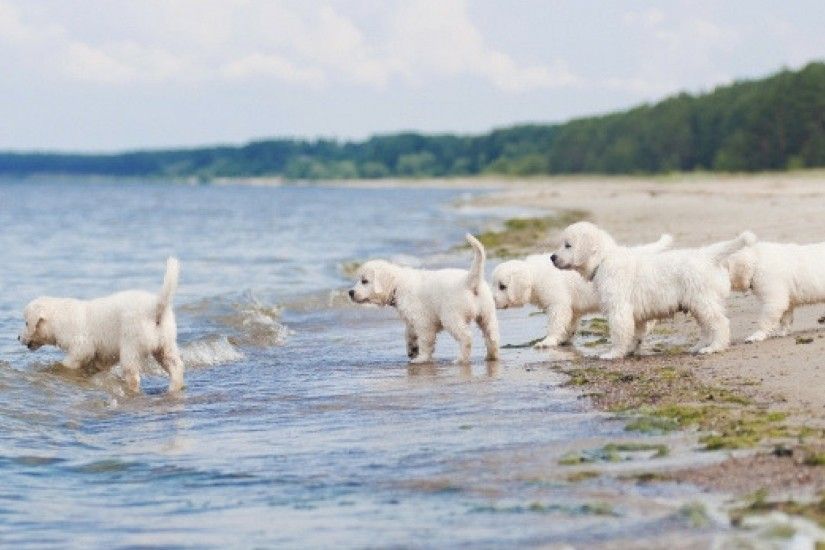 AquaMobile Wallpaper puppies at the beach