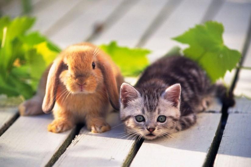 Cute Animal Hd Wallpapers | coolstyle wallpapers.