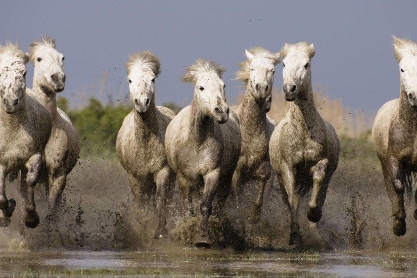 running horses images | Running Horse Wallpapers Unique Nature Hd Wallpapers  Design 1920x1080 .