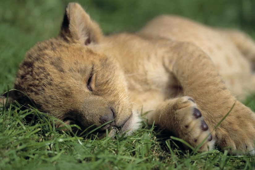 Cute Baby Lion 30530