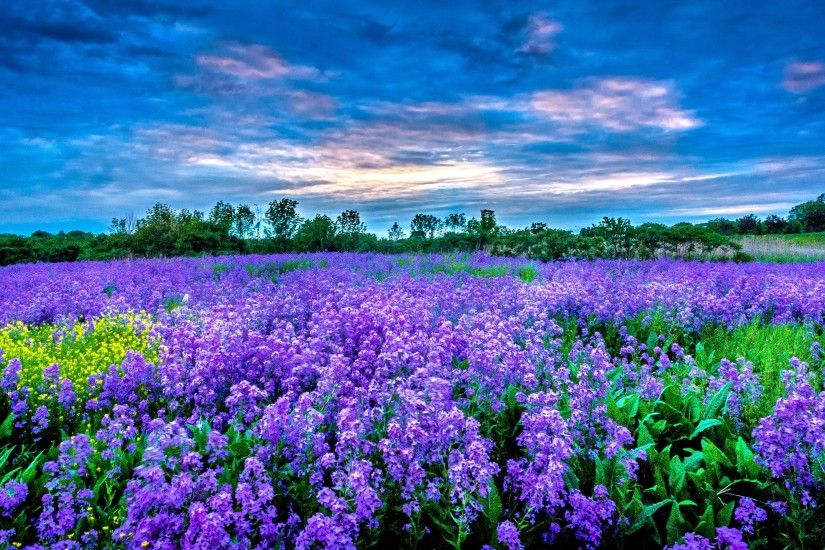 Earth - Field Earth Purple Flower Nature Sky Wallpaper