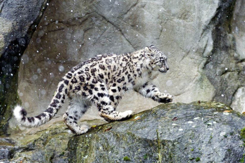 Animal - Snow Leopard Wallpaper