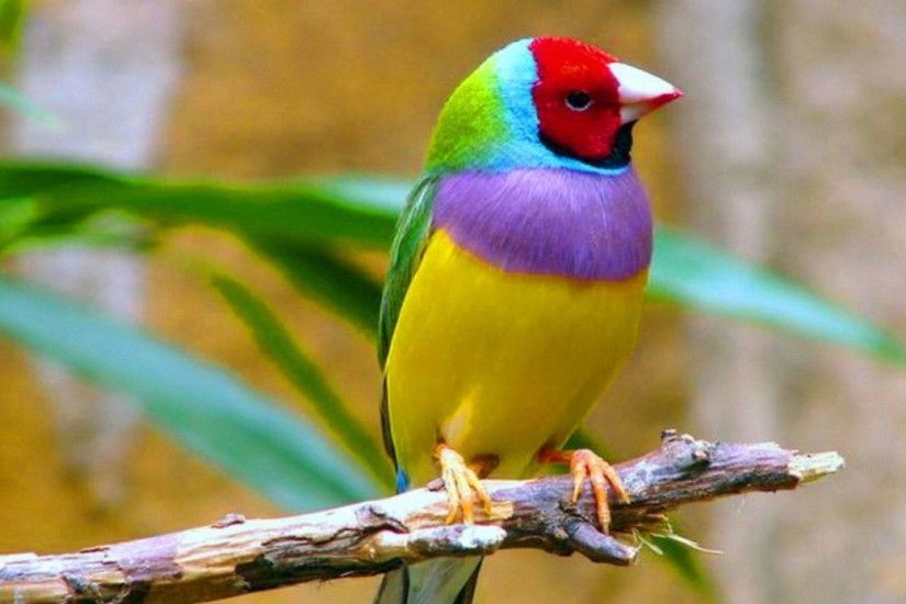 hd pics photos birds cute colorful desktop background wallpaper
