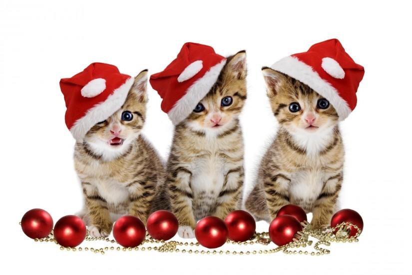 Christmas kittens Wallpaper #