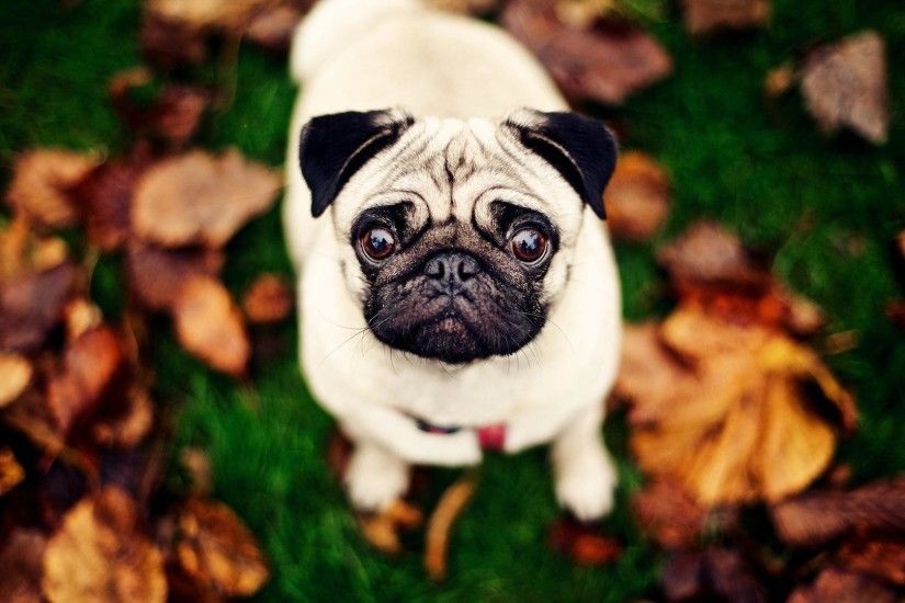 funny pug dog pictures download
