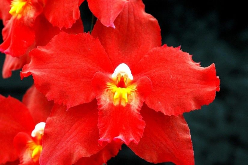 orchid, red, flower
